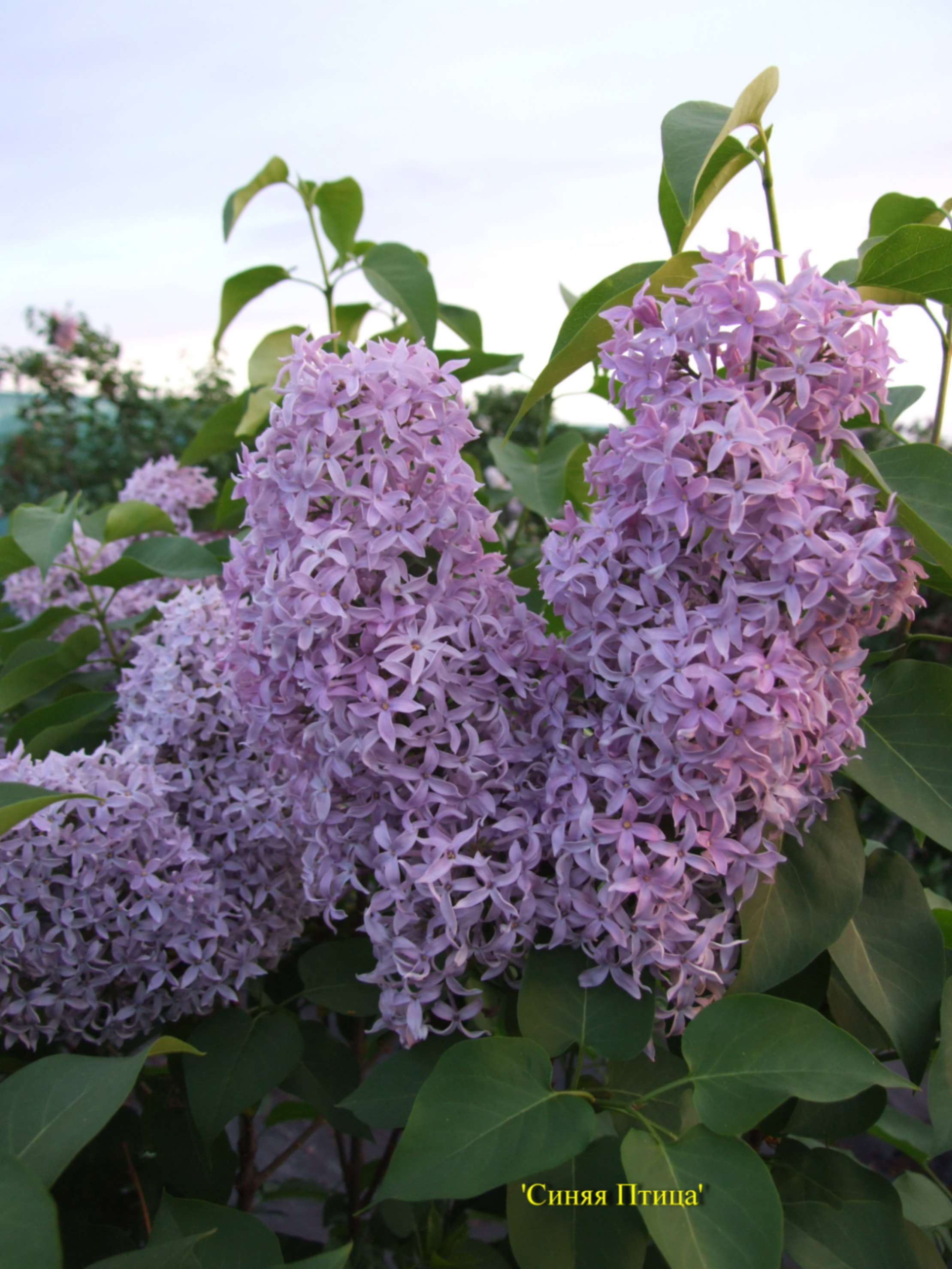 Сирень обыкновенная Синяя Птица